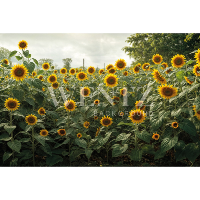 Fabric Photography Background Mother's Day Sunflower Field / Backdrop 5907