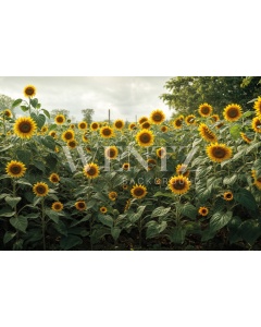 Fabric Photography Background Mother's Day Sunflower Field / Backdrop 5907